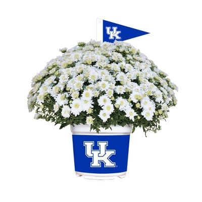 Kentucky Wildcats Summer/Fall Team Color Mums