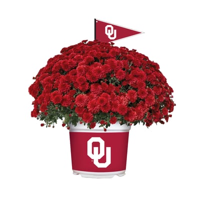 Oklahoma Sooners Team Color Mum
